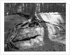 Tree Growing from a Rock by Anonymous