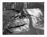 Tree Growing from a Rock by Anonymous