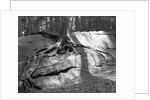Tree Growing from a Rock by Anonymous