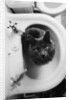 Cat Sitting In Bathroom Sink by Anonymous