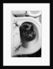 Cat Sitting In Bathroom Sink by Anonymous