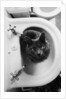 Cat Sitting In Bathroom Sink by Anonymous