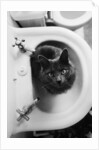 Cat Sitting In Bathroom Sink by Anonymous