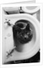 Cat Sitting In Bathroom Sink by Anonymous