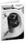 Cat Sitting In Bathroom Sink by Anonymous
