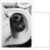Cat Sitting In Bathroom Sink by Anonymous