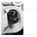 Cat Sitting In Bathroom Sink by Anonymous
