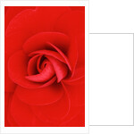 Red Pinwheel Begonia Flower by Anonymous