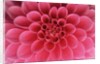 Hot Pink Dahlia Flower by Anonymous