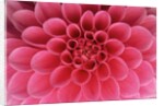 Hot Pink Dahlia Flower by Anonymous