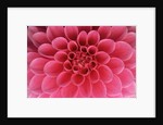 Hot Pink Dahlia Flower by Anonymous