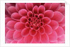 Hot Pink Dahlia Flower by Anonymous