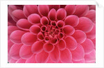 Hot Pink Dahlia Flower by Anonymous