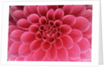 Hot Pink Dahlia Flower by Anonymous