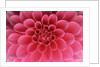 Hot Pink Dahlia Flower by Anonymous