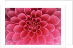 Hot Pink Dahlia Flower by Anonymous