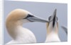 Two Northern Gannets by Anonymous