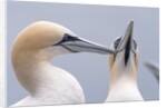 Two Northern Gannets by Anonymous