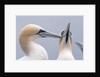 Two Northern Gannets by Anonymous