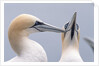 Two Northern Gannets by Anonymous