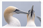 Two Northern Gannets by Anonymous