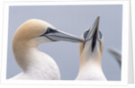 Two Northern Gannets by Anonymous