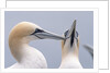 Two Northern Gannets by Anonymous