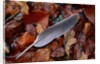 Wood Pigeon Feather Amongst Fallen Leaves by Anonymous
