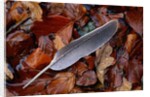 Wood Pigeon Feather Amongst Fallen Leaves by Anonymous