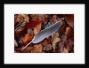 Wood Pigeon Feather Amongst Fallen Leaves by Anonymous