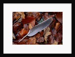 Wood Pigeon Feather Amongst Fallen Leaves by Anonymous