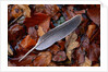 Wood Pigeon Feather Amongst Fallen Leaves by Anonymous