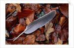 Wood Pigeon Feather Amongst Fallen Leaves by Anonymous