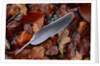 Wood Pigeon Feather Amongst Fallen Leaves by Anonymous