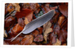 Wood Pigeon Feather Amongst Fallen Leaves by Anonymous