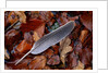 Wood Pigeon Feather Amongst Fallen Leaves by Anonymous