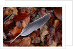 Wood Pigeon Feather Amongst Fallen Leaves by Anonymous