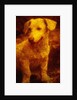 Dog by Andre Burian
