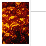 Roses by Andre Burian