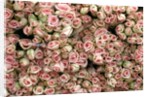 Pink and Cream Rose Bud Bunches by Anonymous