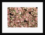 Pink and Cream Rose Bud Bunches by Anonymous