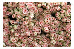 Pink and Cream Rose Bud Bunches by Anonymous