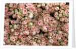 Pink and Cream Rose Bud Bunches by Anonymous