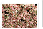 Pink and Cream Rose Bud Bunches by Anonymous