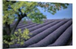 Lavender Fields in France by Anonymous