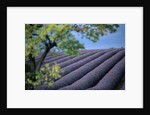 Lavender Fields in France by Anonymous