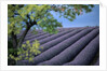 Lavender Fields in France by Anonymous