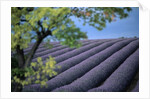 Lavender Fields in France by Anonymous