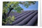 Lavender Fields in France by Anonymous