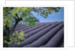 Lavender Fields in France by Anonymous